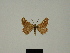  (Narraga nelvae - BC ZSM Lep 81628)  @11 [ ] CreativeCommons - Attribution Non-Commercial Share-Alike (2014) Axel Hausmann/Bavarian State Collection of Zoology (ZSM) SNSB, Zoologische Staatssammlung Muenchen