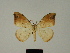  (Milocera ustata - BC ZSM Lep 81630)  @11 [ ] CreativeCommons - Attribution Non-Commercial Share-Alike (2014) Axel Hausmann/Bavarian State Collection of Zoology (ZSM) SNSB, Zoologische Staatssammlung Muenchen