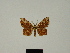  ( - BC ZSM Lep 81638)  @11 [ ] CreativeCommons - Attribution Non-Commercial Share-Alike (2014) Axel Hausmann/Bavarian State Collection of Zoology (ZSM) SNSB, Zoologische Staatssammlung Muenchen