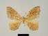  ( - BC ZSM Lep 81642)  @11 [ ] CreativeCommons - Attribution Non-Commercial Share-Alike (2014) Axel Hausmann/Bavarian State Collection of Zoology (ZSM) SNSB, Zoologische Staatssammlung Muenchen