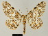  ( - BC ZSM Lep 81646)  @11 [ ] CreativeCommons - Attribution Non-Commercial Share-Alike (2014) Axel Hausmann/Bavarian State Collection of Zoology (ZSM) SNSB, Zoologische Staatssammlung Muenchen