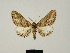  ( - BC ZSM Lep 81647)  @11 [ ] CreativeCommons - Attribution Non-Commercial Share-Alike (2014) Axel Hausmann/Bavarian State Collection of Zoology (ZSM) SNSB, Zoologische Staatssammlung Muenchen
