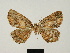  ( - BC ZSM Lep 81664)  @11 [ ] CreativeCommons - Attribution Non-Commercial Share-Alike (2014) Axel Hausmann/Bavarian State Collection of Zoology (ZSM) SNSB, Zoologische Staatssammlung Muenchen