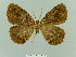  ( - BC ZSM Lep 81666)  @11 [ ] CreativeCommons - Attribution Non-Commercial Share-Alike (2014) Axel Hausmann/Bavarian State Collection of Zoology (ZSM) SNSB, Zoologische Staatssammlung Muenchen