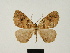  ( - BC ZSM Lep 81667)  @11 [ ] CreativeCommons - Attribution Non-Commercial Share-Alike (2014) Axel Hausmann/Bavarian State Collection of Zoology (ZSM) SNSB, Zoologische Staatssammlung Muenchen