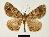  ( - BC ZSM Lep 81670)  @11 [ ] CreativeCommons - Attribution Non-Commercial Share-Alike (2014) Axel Hausmann/Bavarian State Collection of Zoology (ZSM) SNSB, Zoologische Staatssammlung Muenchen