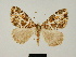  ( - BC ZSM Lep 81671)  @11 [ ] CreativeCommons - Attribution Non-Commercial Share-Alike (2014) Axel Hausmann/Bavarian State Collection of Zoology (ZSM) SNSB, Zoologische Staatssammlung Muenchen