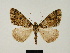  ( - BC ZSM Lep 81673)  @11 [ ] CreativeCommons - Attribution Non-Commercial Share-Alike (2014) Axel Hausmann/Bavarian State Collection of Zoology (ZSM) SNSB, Zoologische Staatssammlung Muenchen