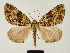  ( - BC ZSM Lep 81674)  @11 [ ] CreativeCommons - Attribution Non-Commercial Share-Alike (2014) Axel Hausmann/Bavarian State Collection of Zoology (ZSM) SNSB, Zoologische Staatssammlung Muenchen