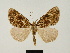  ( - BC ZSM Lep 81675)  @11 [ ] CreativeCommons - Attribution Non-Commercial Share-Alike (2014) Axel Hausmann/Bavarian State Collection of Zoology (ZSM) SNSB, Zoologische Staatssammlung Muenchen
