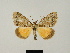 ( - BC ZSM Lep 81676)  @11 [ ] CreativeCommons - Attribution Non-Commercial Share-Alike (2014) Axel Hausmann/Bavarian State Collection of Zoology (ZSM) SNSB, Zoologische Staatssammlung Muenchen
