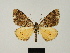  (Xylopteryx gibbosa - BC ZSM Lep 81677)  @11 [ ] CreativeCommons - Attribution Non-Commercial Share-Alike (2014) Axel Hausmann/Bavarian State Collection of Zoology (ZSM) SNSB, Zoologische Staatssammlung Muenchen