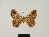 (Xylopteryx dargei - BC ZSM Lep 81678)  @11 [ ] CreativeCommons - Attribution Non-Commercial Share-Alike (2014) Axel Hausmann/Bavarian State Collection of Zoology (ZSM) SNSB, Zoologische Staatssammlung Muenchen