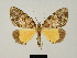  ( - BC ZSM Lep 81679)  @11 [ ] CreativeCommons - Attribution Non-Commercial Share-Alike (2014) Axel Hausmann/Bavarian State Collection of Zoology (ZSM) SNSB, Zoologische Staatssammlung Muenchen