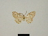  ( - BC ZSM Lep 81689)  @11 [ ] CreativeCommons - Attribution Non-Commercial Share-Alike (2014) Axel Hausmann/Bavarian State Collection of Zoology (ZSM) SNSB, Zoologische Staatssammlung Muenchen