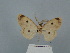  ( - BC ZSM Lep 81689)  @11 [ ] CreativeCommons - Attribution Non-Commercial Share-Alike (2020) SNSB, Staatliche Naturwissenschaftliche Sammlungen Bayerns ZSM (SNSB, Zoologische Staatssammlung Muenchen)