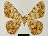  ( - BC ZSM Lep 81692)  @11 [ ] CreativeCommons - Attribution Non-Commercial Share-Alike (2014) Axel Hausmann/Bavarian State Collection of Zoology (ZSM) SNSB, Zoologische Staatssammlung Muenchen