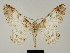  ( - BC ZSM Lep 81695)  @11 [ ] CreativeCommons - Attribution Non-Commercial Share-Alike (2014) Axel Hausmann/Bavarian State Collection of Zoology (ZSM) SNSB, Zoologische Staatssammlung Muenchen