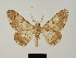  (Cleora onycha keravatensis - BC ZSM Lep 81700)  @11 [ ] CreativeCommons - Attribution Non-Commercial Share-Alike (2014) Axel Hausmann/Bavarian State Collection of Zoology (ZSM) SNSB, Zoologische Staatssammlung Muenchen