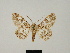  (Cleora javana - BC ZSM Lep 81701)  @11 [ ] CreativeCommons - Attribution Non-Commercial Share-Alike (2014) Axel Hausmann/Bavarian State Collection of Zoology (ZSM) SNSB, Zoologische Staatssammlung Muenchen