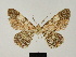  (Cleora inoffensa isabella - BC ZSM Lep 81702)  @11 [ ] CreativeCommons - Attribution Non-Commercial Share-Alike (2014) Axel Hausmann/Bavarian State Collection of Zoology (ZSM) SNSB, Zoologische Staatssammlung Muenchen