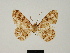  ( - BC ZSM Lep 81703)  @11 [ ] CreativeCommons - Attribution Non-Commercial Share-Alike (2014) Axel Hausmann/Bavarian State Collection of Zoology (ZSM) SNSB, Zoologische Staatssammlung Muenchen