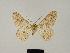  ( - BC ZSM Lep 81707)  @11 [ ] CreativeCommons - Attribution Non-Commercial Share-Alike (2014) Axel Hausmann/Bavarian State Collection of Zoology (ZSM) SNSB, Zoologische Staatssammlung Muenchen