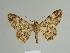  ( - BC ZSM Lep 81708)  @11 [ ] CreativeCommons - Attribution Non-Commercial Share-Alike (2014) Axel Hausmann/Bavarian State Collection of Zoology (ZSM) SNSB, Zoologische Staatssammlung Muenchen