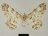  ( - BC ZSM Lep 81709)  @11 [ ] CreativeCommons - Attribution Non-Commercial Share-Alike (2014) Axel Hausmann/Bavarian State Collection of Zoology (ZSM) SNSB, Zoologische Staatssammlung Muenchen