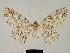  (Cleora turlini - BC ZSM Lep 81710)  @11 [ ] CreativeCommons - Attribution Non-Commercial Share-Alike (2014) Axel Hausmann/Bavarian State Collection of Zoology (ZSM) SNSB, Zoologische Staatssammlung Muenchen