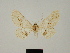  ( - BC ZSM Lep 81713)  @11 [ ] CreativeCommons - Attribution Non-Commercial Share-Alike (2014) Axel Hausmann/Bavarian State Collection of Zoology (ZSM) SNSB, Zoologische Staatssammlung Muenchen