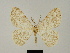  (Zeuctoboarmia plantei - BC ZSM Lep 81734)  @11 [ ] CreativeCommons - Attribution Non-Commercial Share-Alike (2014) Axel Hausmann/Bavarian State Collection of Zoology (ZSM) SNSB, Zoologische Staatssammlung Muenchen