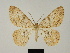 ( - BC ZSM Lep 81735)  @11 [ ] CreativeCommons - Attribution Non-Commercial Share-Alike (2014) Axel Hausmann/Bavarian State Collection of Zoology (ZSM) SNSB, Zoologische Staatssammlung Muenchen