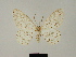  ( - BC ZSM Lep 81738)  @11 [ ] CreativeCommons - Attribution Non-Commercial Share-Alike (2014) Axel Hausmann/Bavarian State Collection of Zoology (ZSM) SNSB, Zoologische Staatssammlung Muenchen