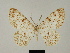  (Zeuctoboarmia severa - BC ZSM Lep 81739)  @11 [ ] CreativeCommons - Attribution Non-Commercial Share-Alike (2014) Axel Hausmann/Bavarian State Collection of Zoology (ZSM) SNSB, Zoologische Staatssammlung Muenchen