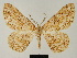  (Zeuctoboarmia amieti - BC ZSM Lep 81741)  @11 [ ] CreativeCommons - Attribution Non-Commercial Share-Alike (2014) Axel Hausmann/Bavarian State Collection of Zoology (ZSM) SNSB, Zoologische Staatssammlung Muenchen