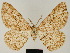  ( - BC ZSM Lep 81742)  @11 [ ] CreativeCommons - Attribution Non-Commercial Share-Alike (2014) Axel Hausmann/Bavarian State Collection of Zoology (ZSM) SNSB, Zoologische Staatssammlung Muenchen