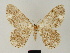  (Zeuctoboarmia dargei - BC ZSM Lep 81744)  @11 [ ] CreativeCommons - Attribution Non-Commercial Share-Alike (2014) Axel Hausmann/Bavarian State Collection of Zoology (ZSM) SNSB, Zoologische Staatssammlung Muenchen