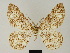  (Zeuctoboarmia ingens - BC ZSM Lep 81745)  @11 [ ] CreativeCommons - Attribution Non-Commercial Share-Alike (2014) Axel Hausmann/Bavarian State Collection of Zoology (ZSM) SNSB, Zoologische Staatssammlung Muenchen