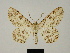  ( - BC ZSM Lep 81746)  @11 [ ] CreativeCommons - Attribution Non-Commercial Share-Alike (2014) Axel Hausmann/Bavarian State Collection of Zoology (ZSM) SNSB, Zoologische Staatssammlung Muenchen