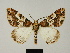  ( - BC ZSM Lep 81748)  @11 [ ] CreativeCommons - Attribution Non-Commercial Share-Alike (2014) Axel Hausmann/Bavarian State Collection of Zoology (ZSM) SNSB, Zoologische Staatssammlung Muenchen