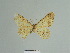  (Gnophos lequatrei - BC ZSM Lep 81750)  @11 [ ] CreativeCommons - Attribution Non-Commercial Share-Alike (2014) Axel Hausmann/Bavarian State Collection of Zoology (ZSM) SNSB, Zoologische Staatssammlung Muenchen