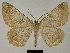  ( - BC ZSM Lep 81751)  @11 [ ] CreativeCommons - Attribution Non-Commercial Share-Alike (2014) Axel Hausmann/Bavarian State Collection of Zoology (ZSM) SNSB, Zoologische Staatssammlung Muenchen