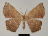  ( - BC ZSM Lep 81752)  @11 [ ] CreativeCommons - Attribution Non-Commercial Share-Alike (2014) Axel Hausmann/Bavarian State Collection of Zoology (ZSM) SNSB, Zoologische Staatssammlung Muenchen