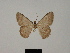  ( - BC ZSM Lep 81762)  @11 [ ] CreativeCommons - Attribution Non-Commercial Share-Alike (2014) Axel Hausmann/Bavarian State Collection of Zoology (ZSM) SNSB, Zoologische Staatssammlung Muenchen