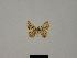  ( - BC ZSM Lep 81768)  @11 [ ] CreativeCommons - Attribution Non-Commercial Share-Alike (2014) Axel Hausmann/Bavarian State Collection of Zoology (ZSM) SNSB, Zoologische Staatssammlung Muenchen