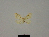  ( - BC ZSM Lep 81772)  @11 [ ] CreativeCommons - Attribution Non-Commercial Share-Alike (2014) Axel Hausmann/Bavarian State Collection of Zoology (ZSM) SNSB, Zoologische Staatssammlung Muenchen