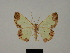  (Zamarada hildebrandi - BC ZSM Lep 81779)  @11 [ ] CreativeCommons - Attribution Non-Commercial Share-Alike (2014) Axel Hausmann/Bavarian State Collection of Zoology (ZSM) SNSB, Zoologische Staatssammlung Muenchen