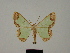  (Zamarada chloris - BC ZSM Lep 81781)  @11 [ ] CreativeCommons - Attribution Non-Commercial Share-Alike (2014) Axel Hausmann/Bavarian State Collection of Zoology (ZSM) SNSB, Zoologische Staatssammlung Muenchen