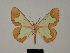  (Zamarada intacta - BC ZSM Lep 81782)  @11 [ ] CreativeCommons - Attribution Non-Commercial Share-Alike (2014) Axel Hausmann/Bavarian State Collection of Zoology (ZSM) SNSB, Zoologische Staatssammlung Muenchen
